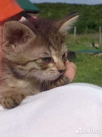 Домашние животные кошки