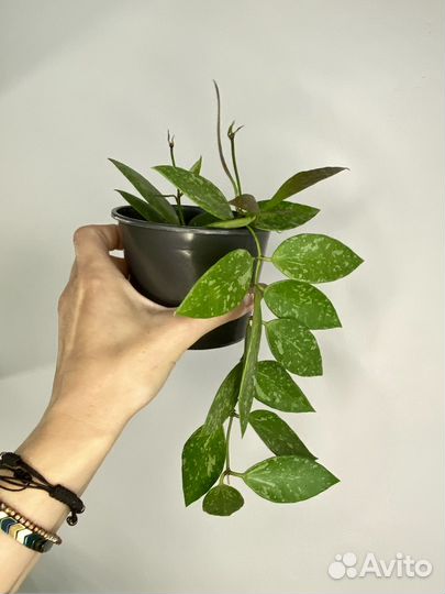 Хойя грацилис изящная