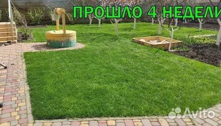 Продажа Рулонного газона