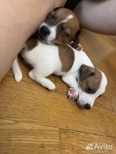 Джек Рассел терьер