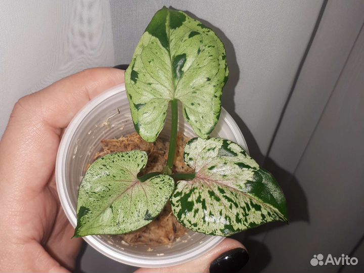 Сингониум серый призрак