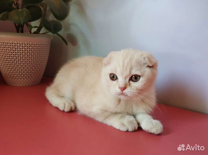 Шотландские вислоухие котята