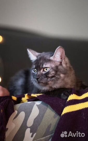 Котик из приюта