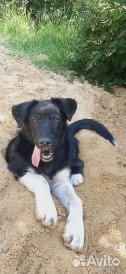 Щенок в добрые руки