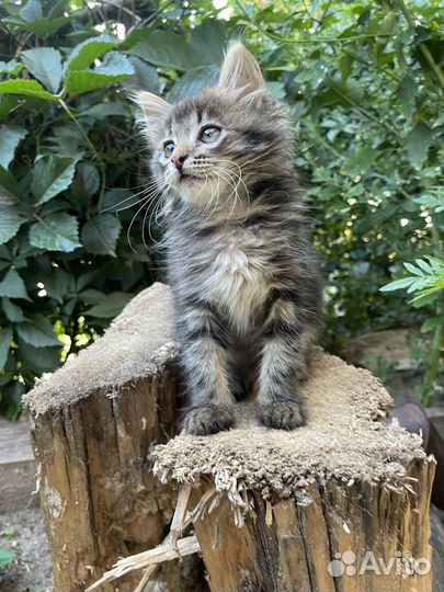 Очень ласковый мальчик, приучен к лотку, ищет дом