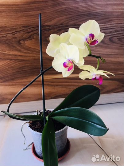 Орхидея фаленопсис