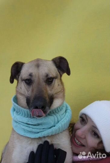 Собака в добрые руки из приюта бесплатно