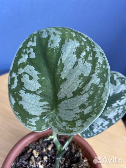 Сциндапсус