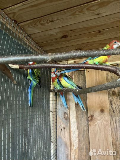 Птенцы розелла