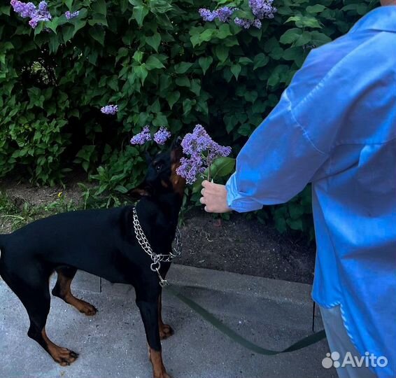 Фотосессия с собакой доберман