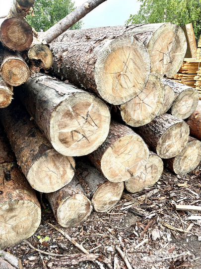 Лес сосна кругляк от 36диаметра