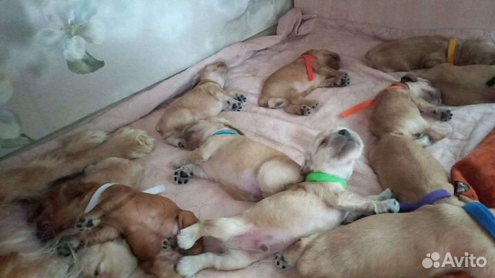 Щенки английского кокер спаниеля