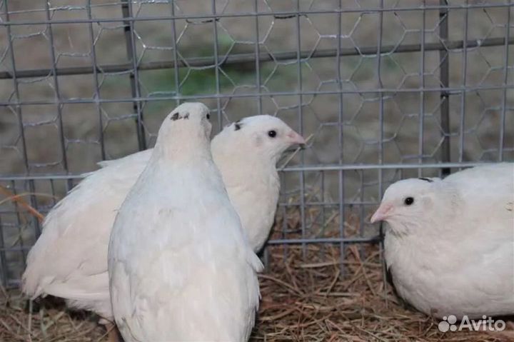 Перепела Радонежские