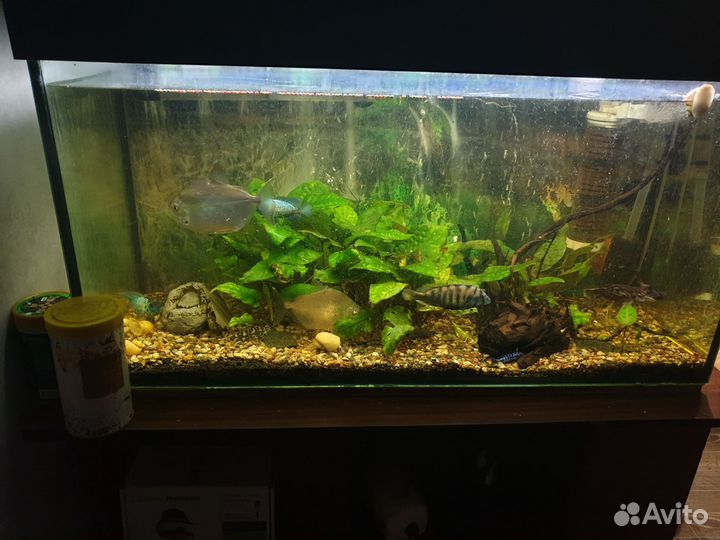 Аквариум с крышкой 200 л
