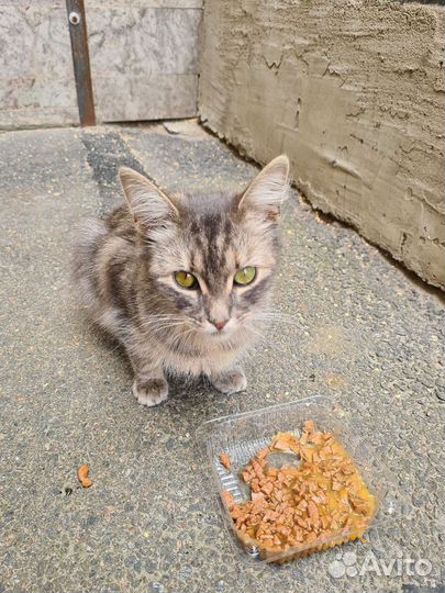 Домашнюю кошку выкинули на улицу, ищем новый дом