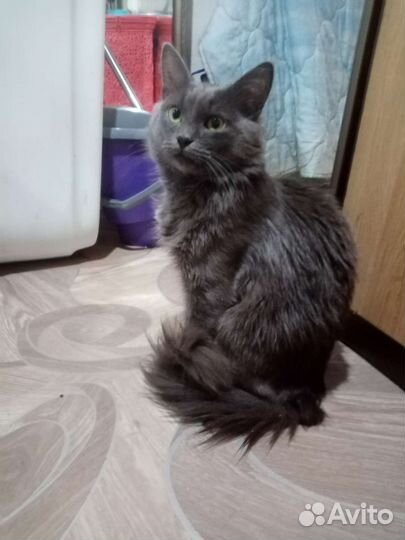 Кот в добрые руки