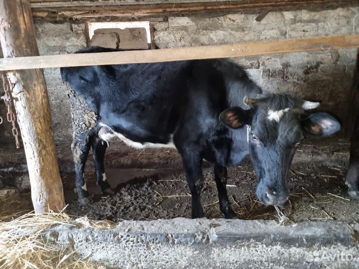 Коровы и телята