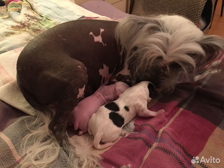 Китайская хохлатая пуховая- мини