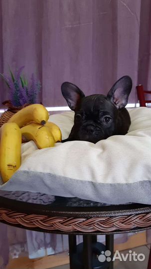 Французский бульдог щенки мини