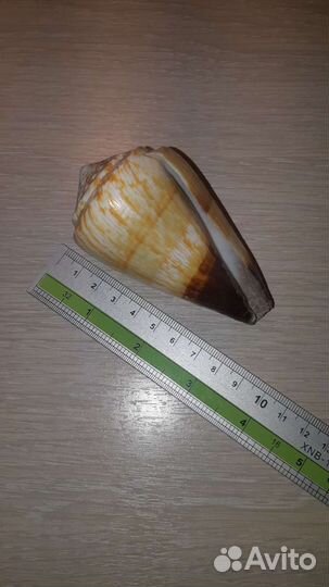 Набор крупных ракушек