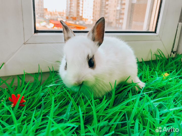 Карликовый кролик - Мега мини