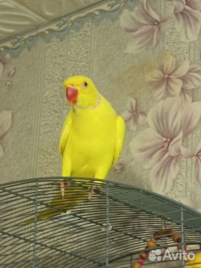 Ожереловый попугай самец