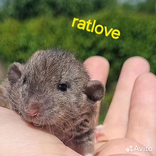 Крысята дамбо рекс