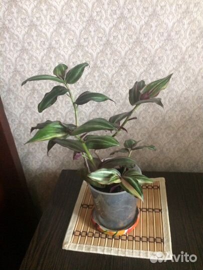 Хлорофитум,традесканция,палея серебристая
