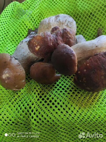 Белые грибы