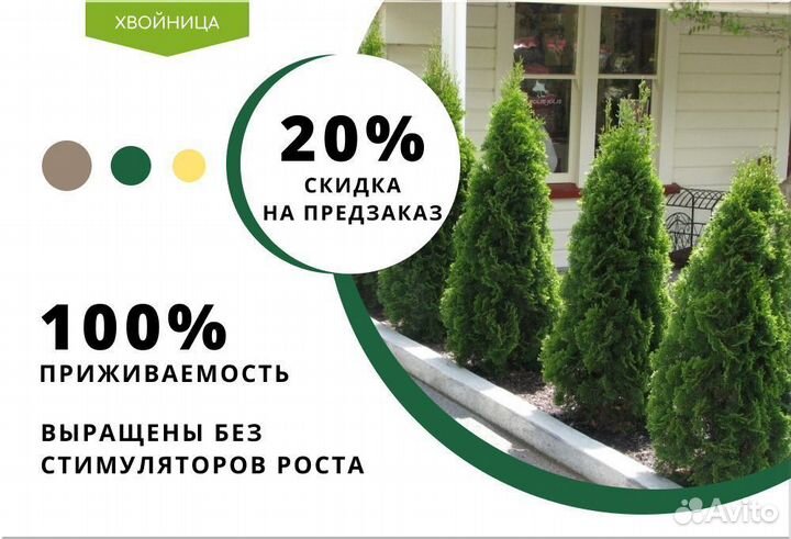 Туи высокие Смарагд