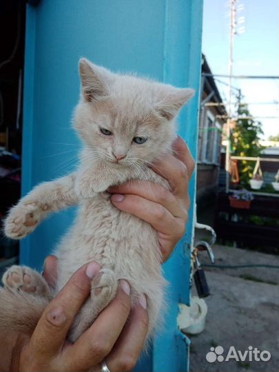 Котик в хорошие руки
