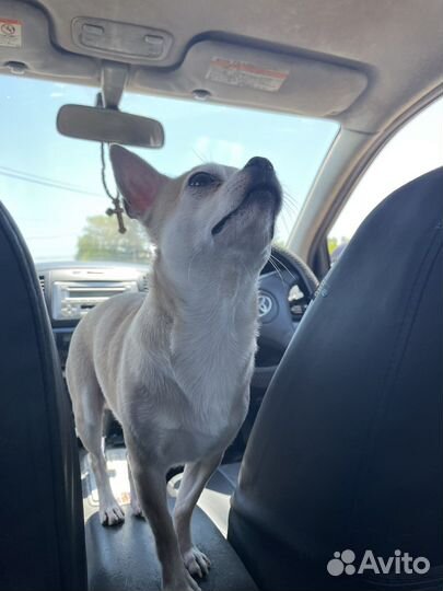 Чихуахуа вязка