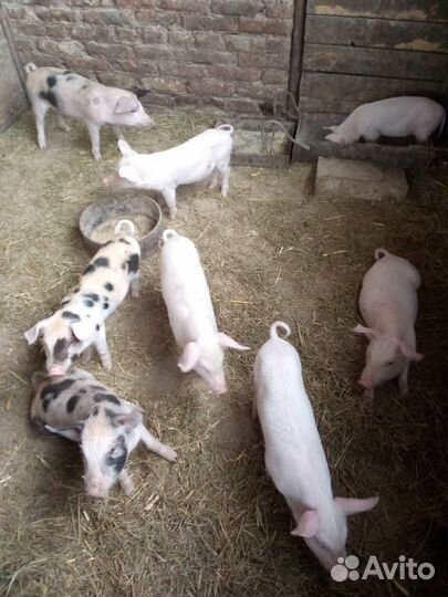 Поросята породы ландрас
