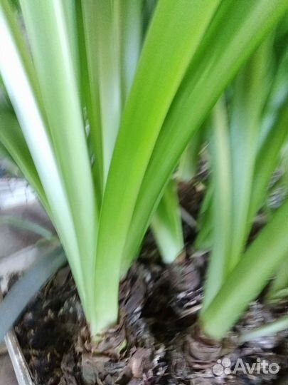 Гиппеаструм