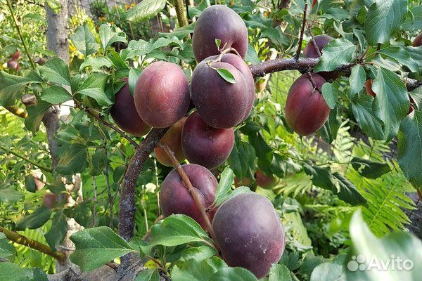 Абрикос Чёрный принц саженцы