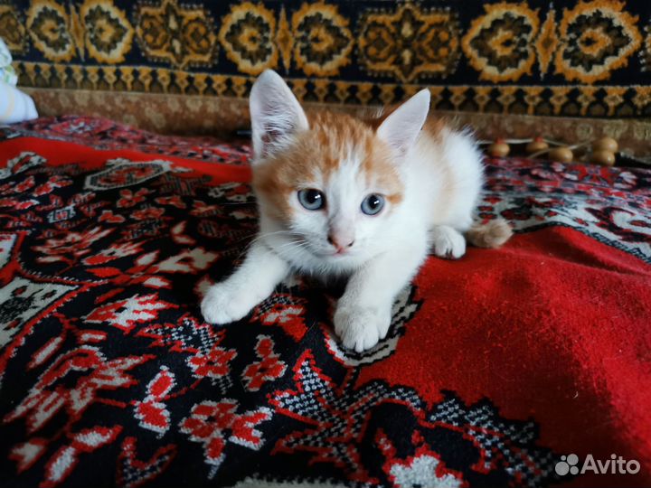 Кот в дар бесплатно