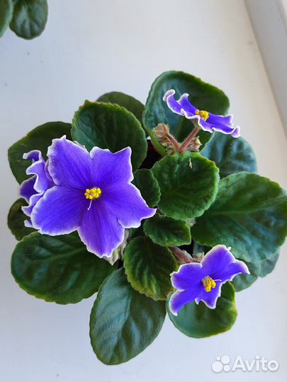 Фиалки сортовые
