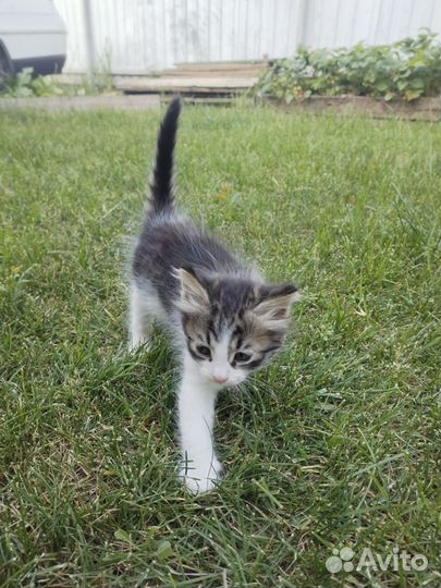 Котята в добрые руки бесплатно