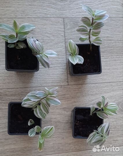 Традесканция, хлорофитум