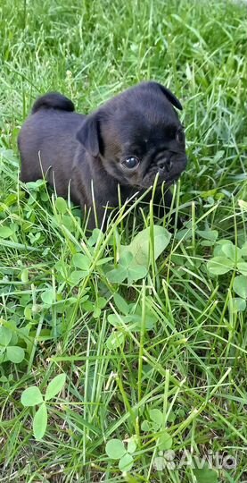 Щенки Мопса