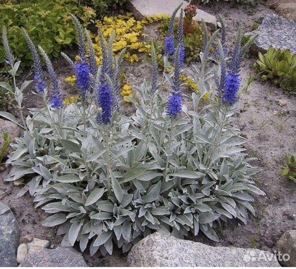 Почвопокровные-Хауттюния,мелколепестник,очитки