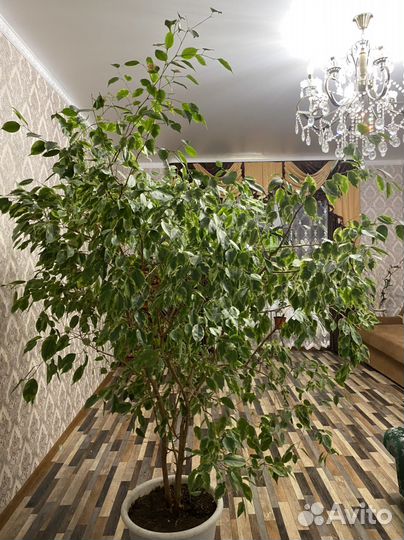 Фикус Бенджамина