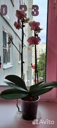 Фаленопсис Сара Бланш