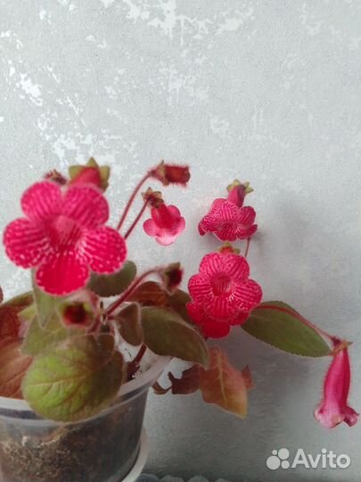 Колерия(ризомы)