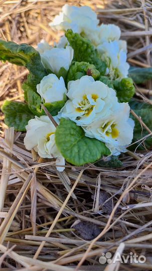 Примула махровая многолетняя серии Беларина