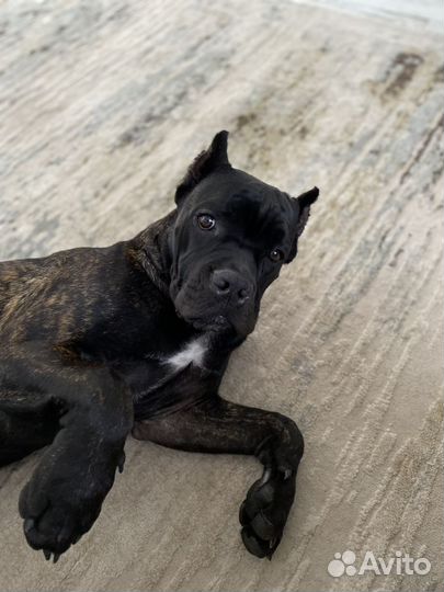 Отдам в добрые руки