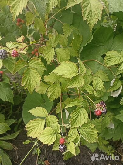 Черная малина кумберленд