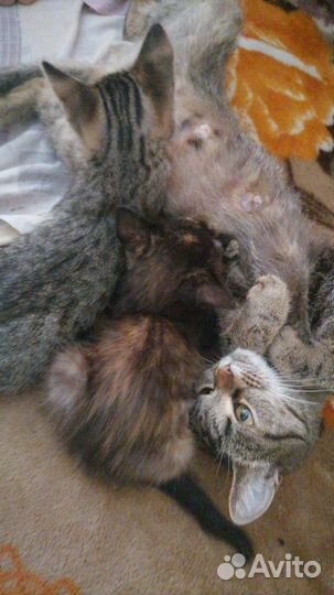 Котята в добрые руки