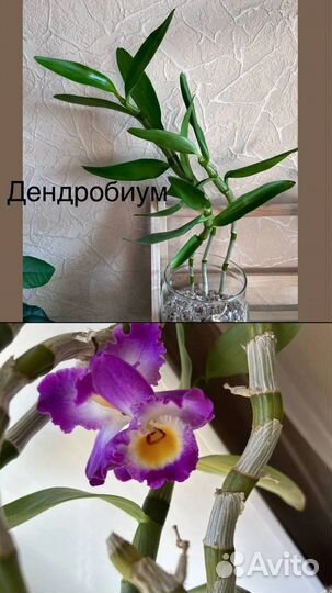 Растения Обмен