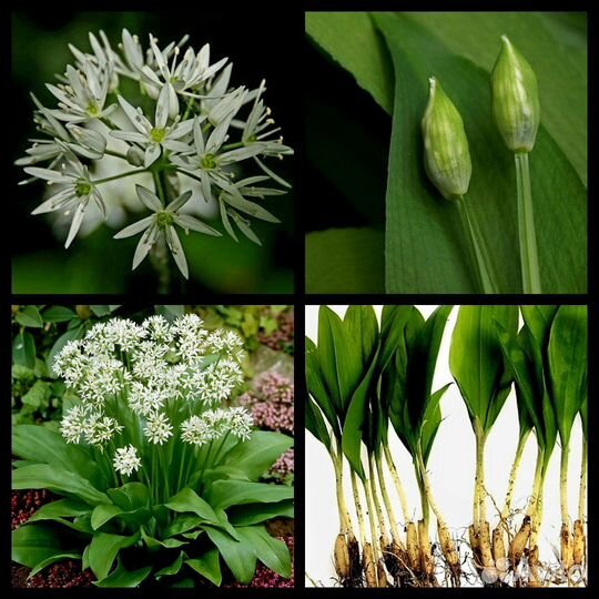 Редкие растения для сада